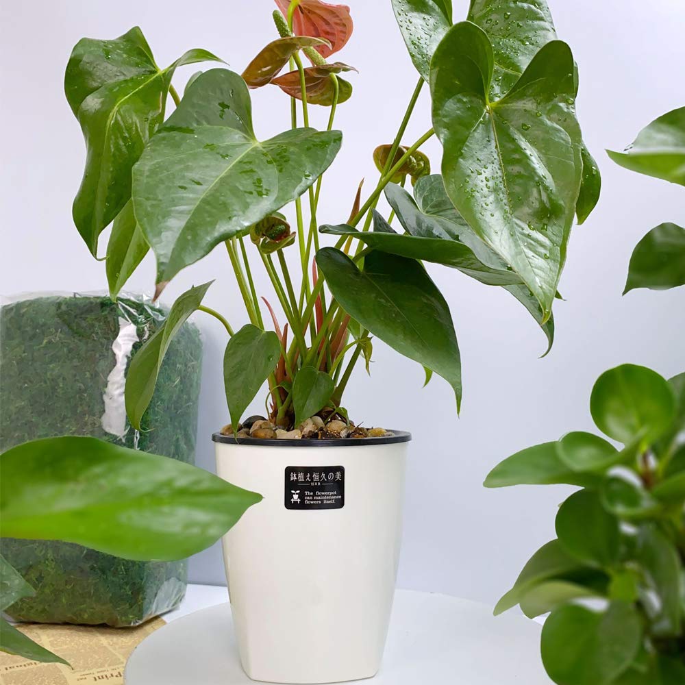 Modern design complements bedrooms or desks while reducing daily watering needs.