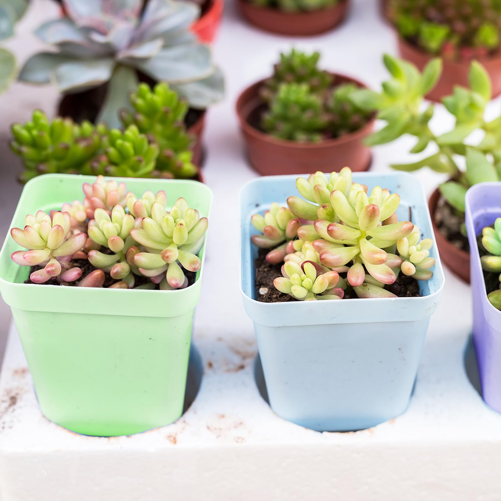 OJYUDD pallets paired with pots for neat displays