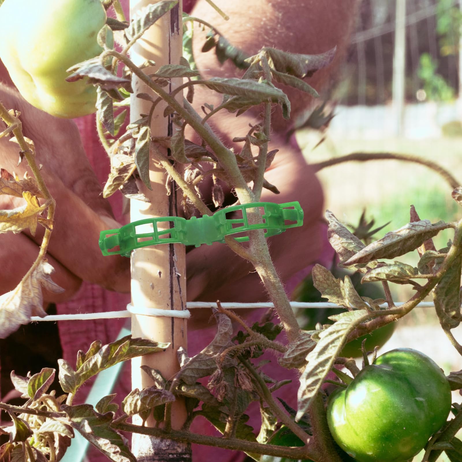 OJYUDD plant support clip on grape vine for upright growth