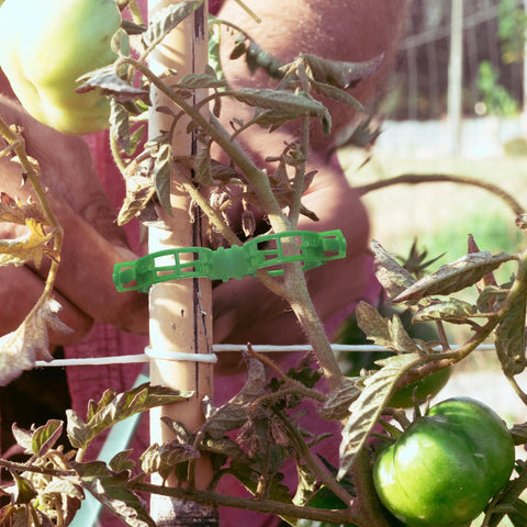 OJYUDD plant support clip on grape vine for upright growth