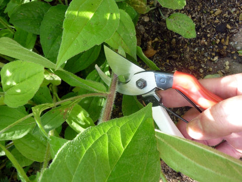 Okatsune 101 pruners locking mechanism engaged for one-handed use