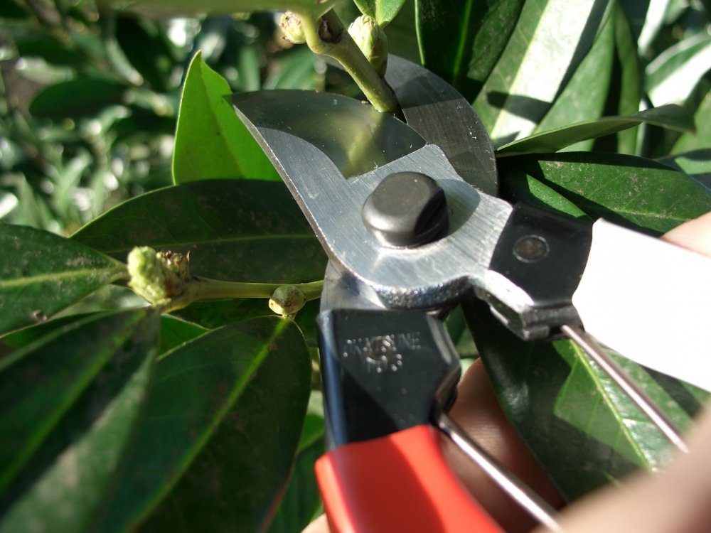 Okatsune 101 pruners small handle for easy grip and control