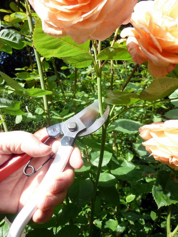 Okatsune 101 pruners weight 7.1 oz for comfortable pruning