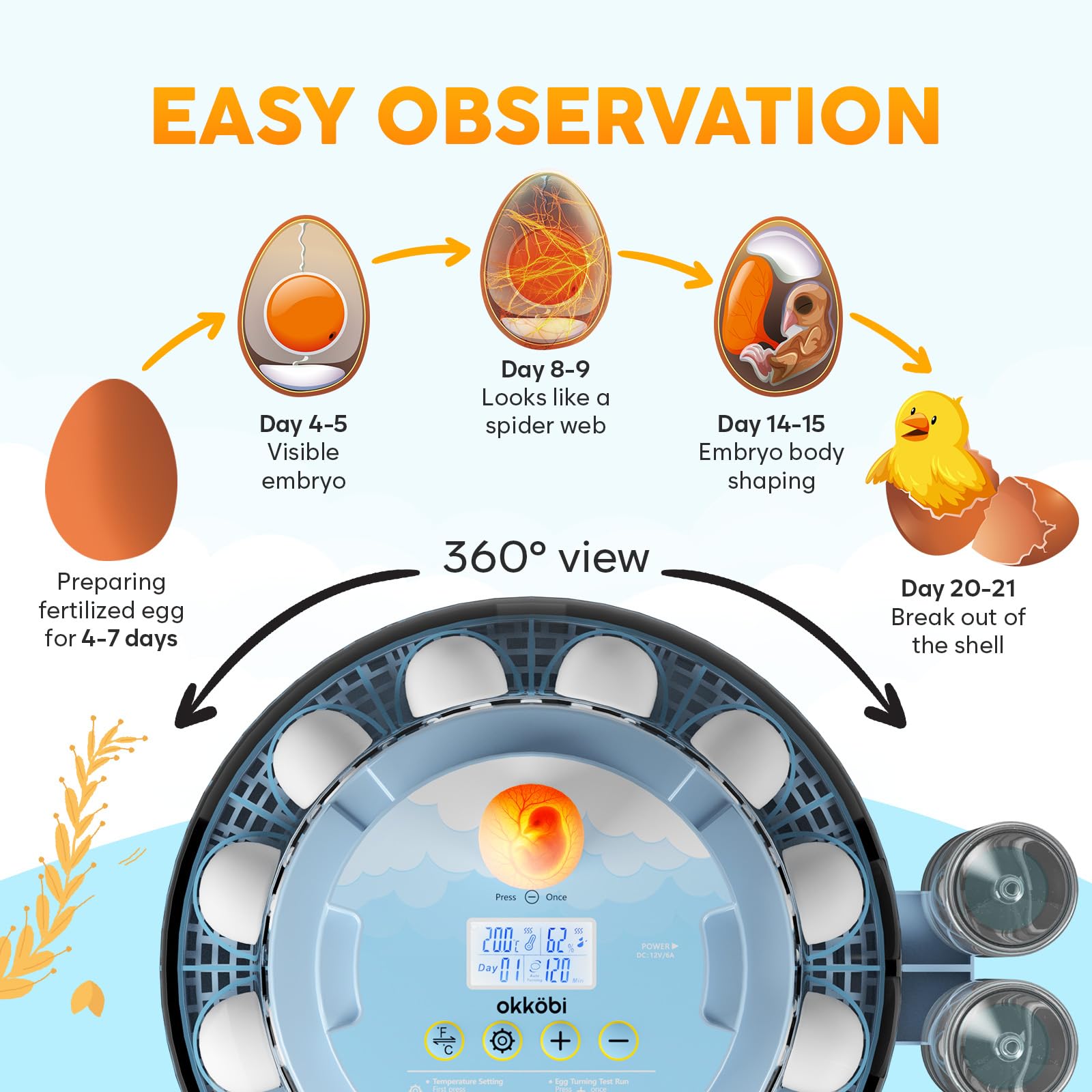 OKKÖBI incubator dome offering a 360 degree view of eggs
