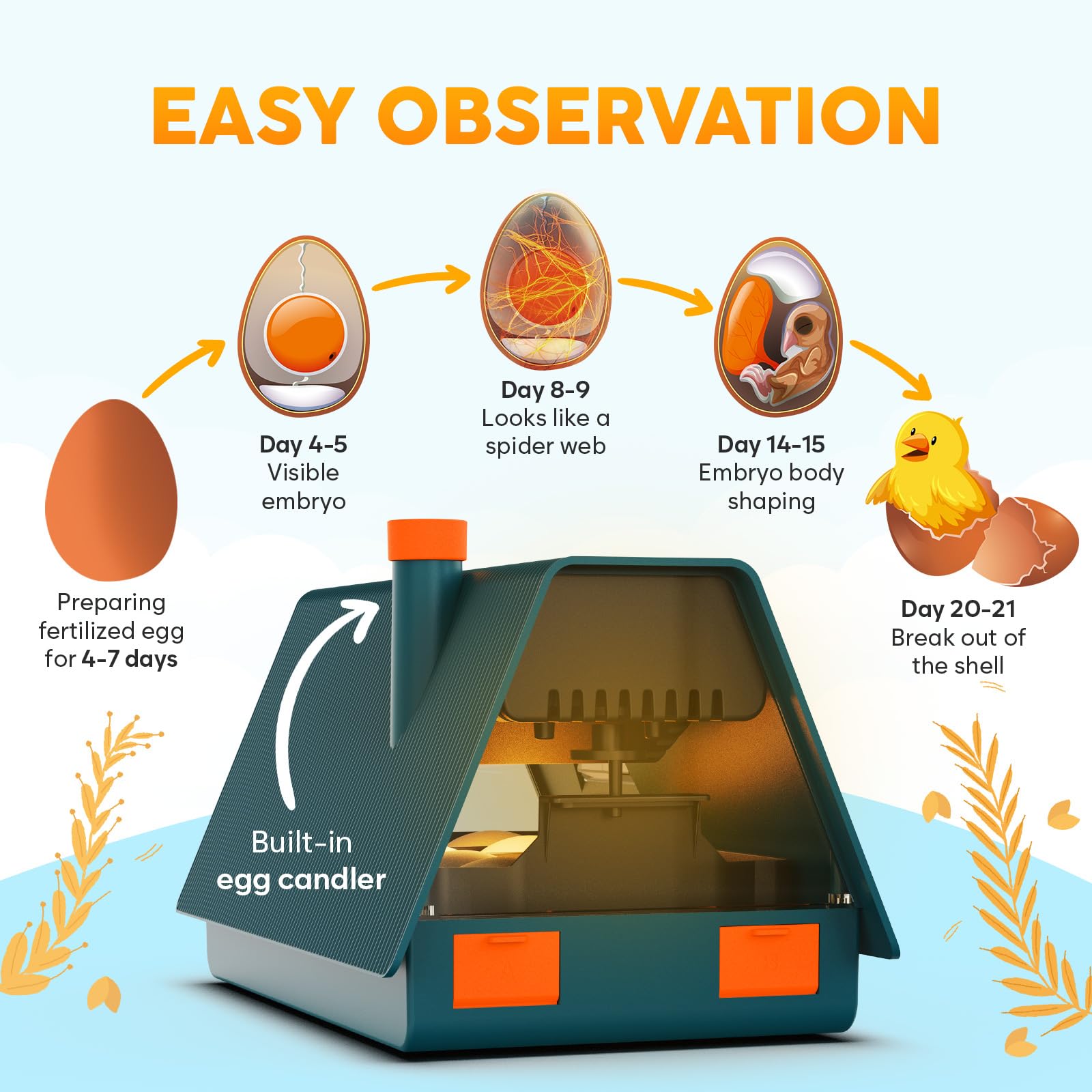 OKKÖBI M10 egg candler and window observe embryo development