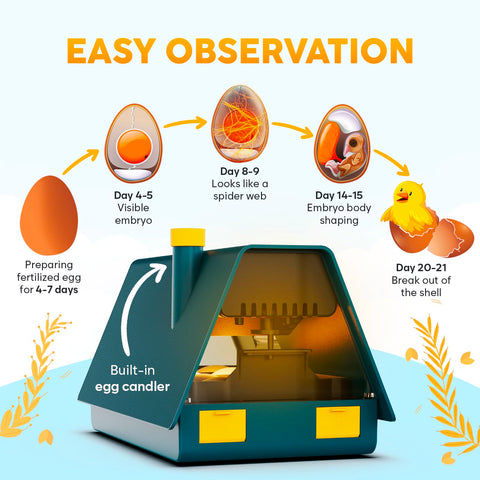 OKKÖBI M10 incubator egg turner automatically rotates eggs.