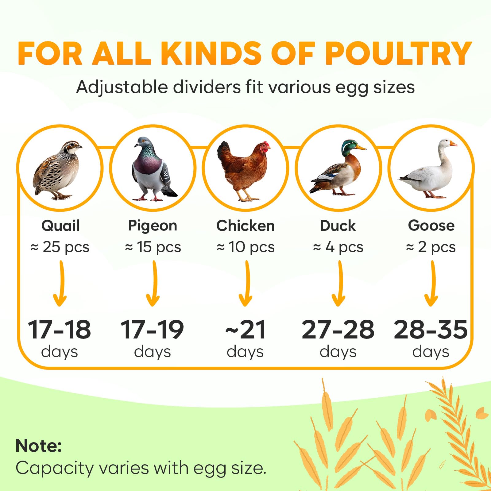 OKKÖBI M12 transparent lid lets you watch progress without disturbing eggs