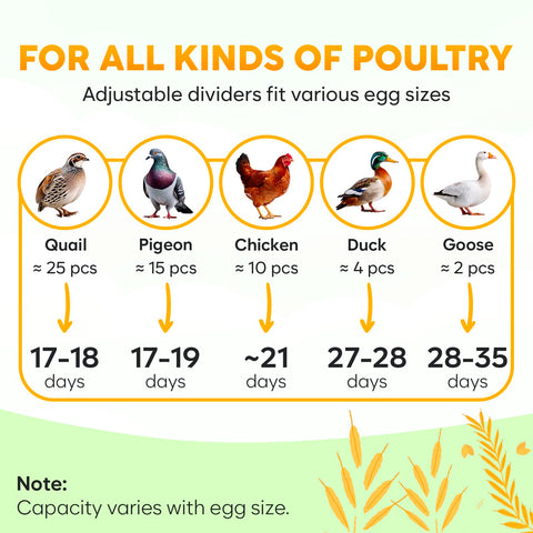 OKKÖBI M12 transparent lid lets you watch progress without disturbing eggs