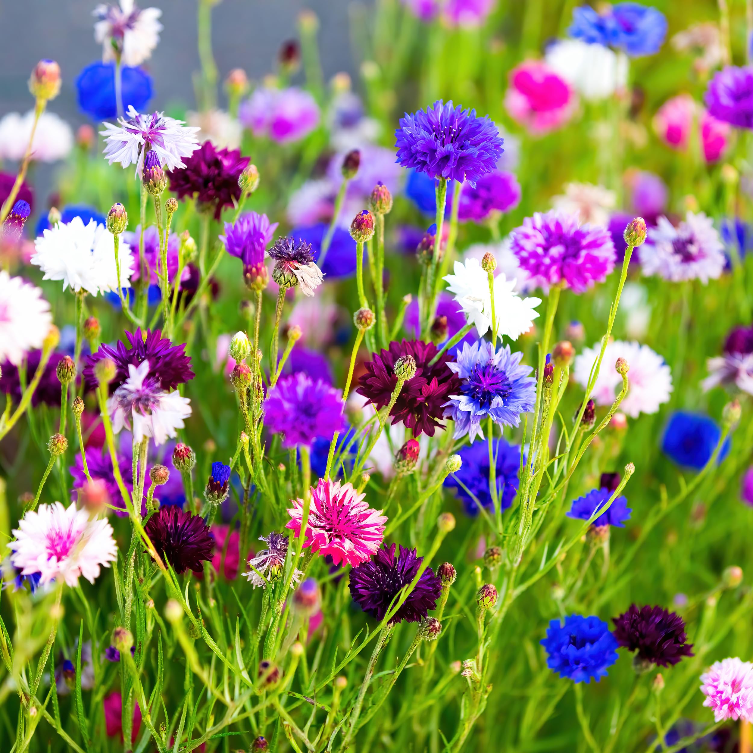 Blooming Bachelors Buttons in purple, blue, white, and pink.