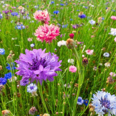 Old Farmer's Almanac Bachelors Buttons edible petals for kitchen uses.
