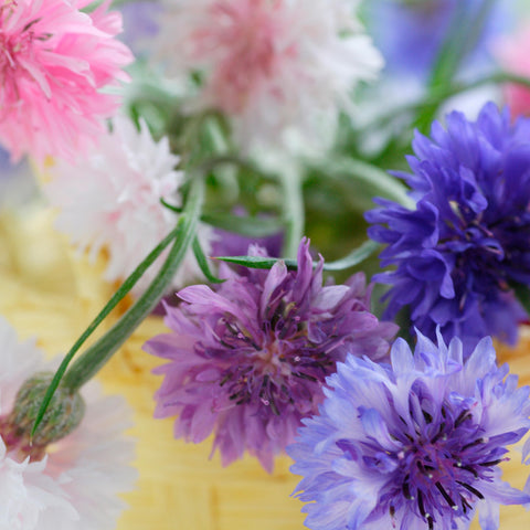 Old Farmer's Almanac Bachelors Buttons self-seed for perennial color.