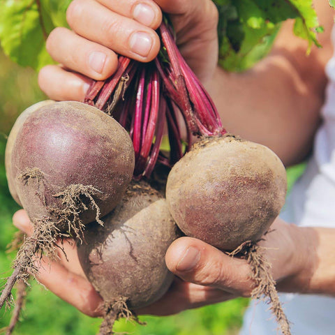 The Old Farmer's Almanac Detroit Dark Red beet seeds displaying scarlet tops and green leaves