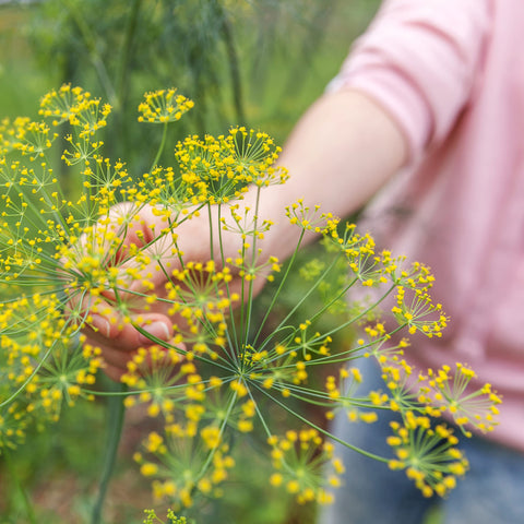 Old Farmer's Almanac dill leaves harvest ready with fresh aroma
