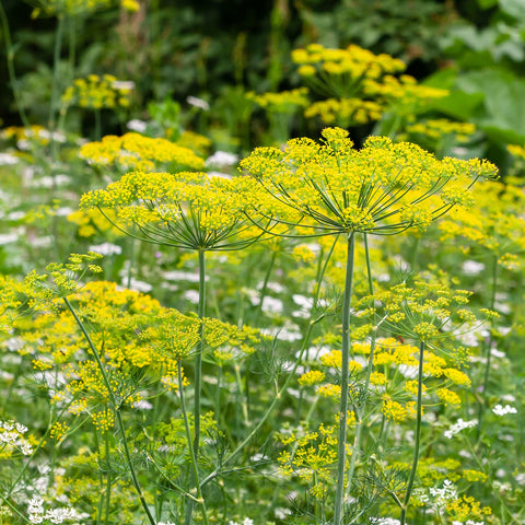 Old Farmer's Almanac dill seeds open-pollinated close-up highlights germination potential
