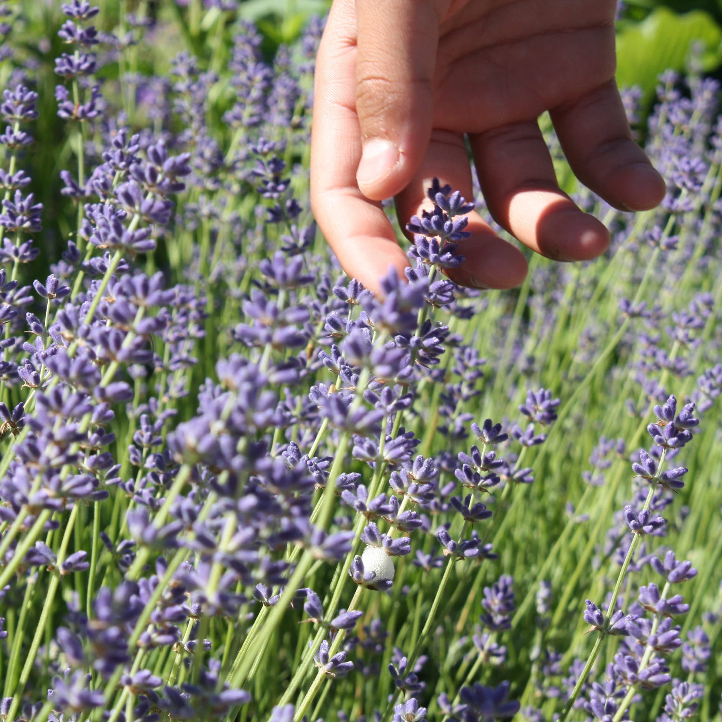 Lavender flowers in summer bloom attracting pollinators, from The Old Farmer's Almanac seeds
