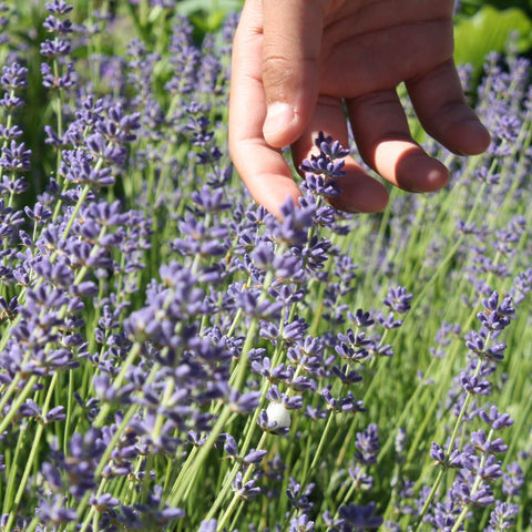 Lavender flowers in summer bloom attracting pollinators, from The Old Farmer's Almanac seeds