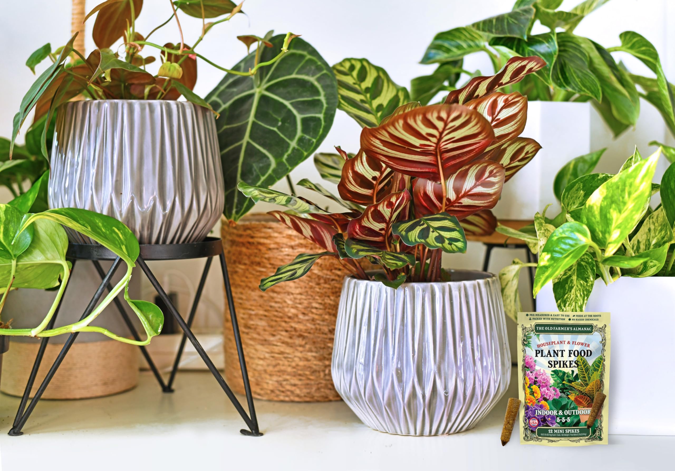 Indoor and outdoor use makes them versatile for home gardens.
