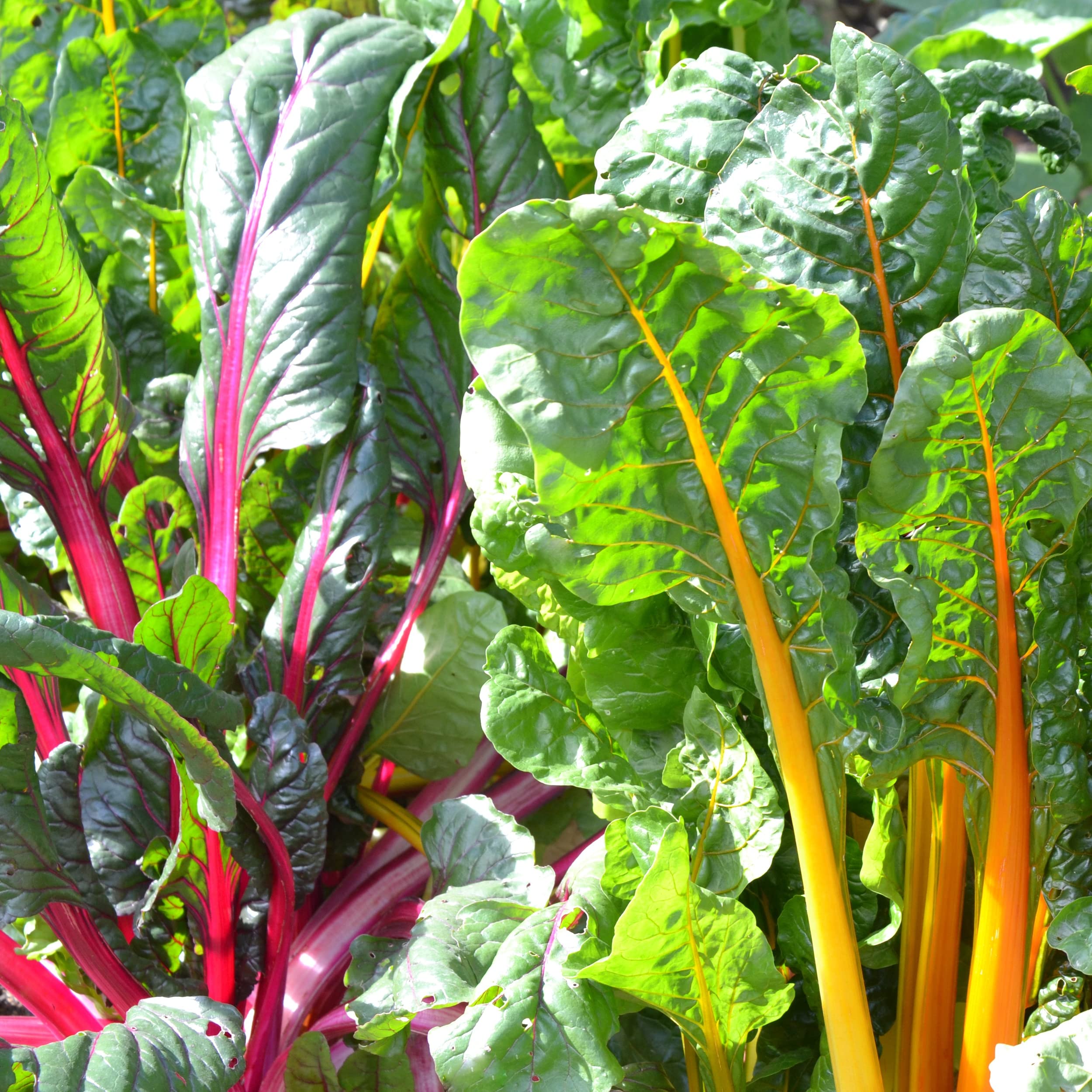 Sowing rainbow chard seeds in rich soil, a beginner-friendly garden scene