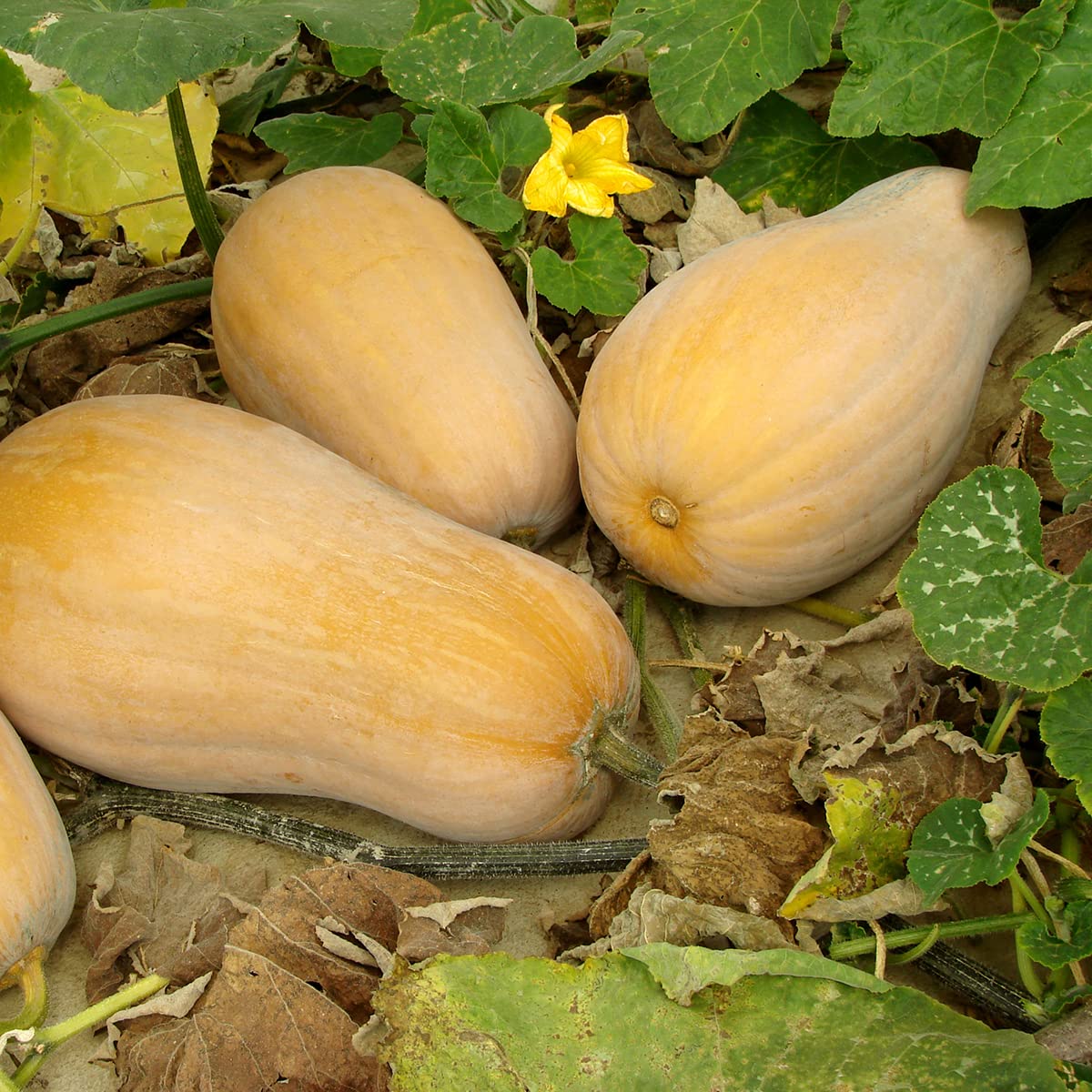 The Old Farmer's Almanac Waltham Butternut packaging gift-ready image highlights gift-ready seeds