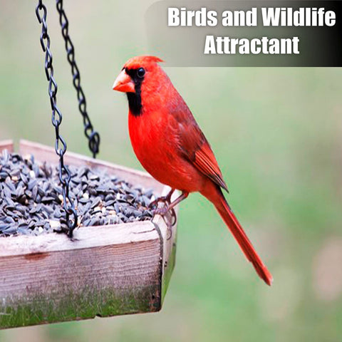 Old Potters sunflower seeds attract songbirds, cardinals, and finches.