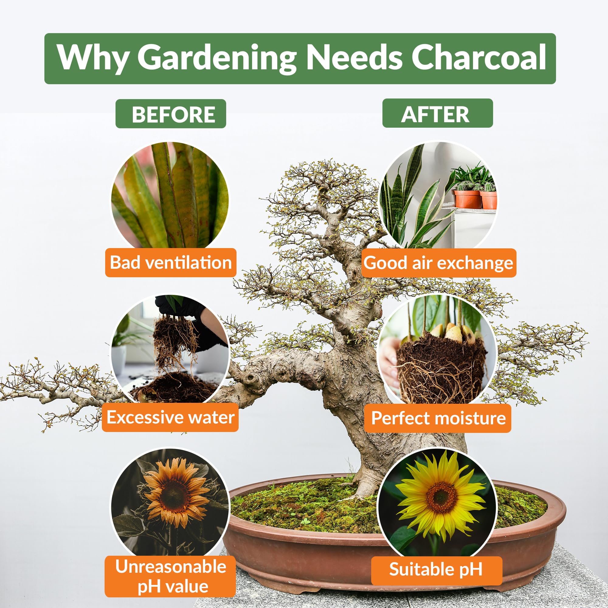 Old Potters charcoal chips in terrarium setup, enhancing airflow and humidity balance.