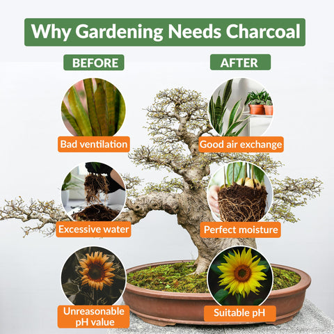 Old Potters charcoal chips in terrarium setup, enhancing airflow and humidity balance.