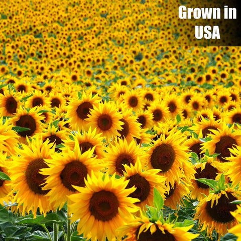 Old Potters chemical-free cultivation promotes safe, wholesome feeding for backyard birds.