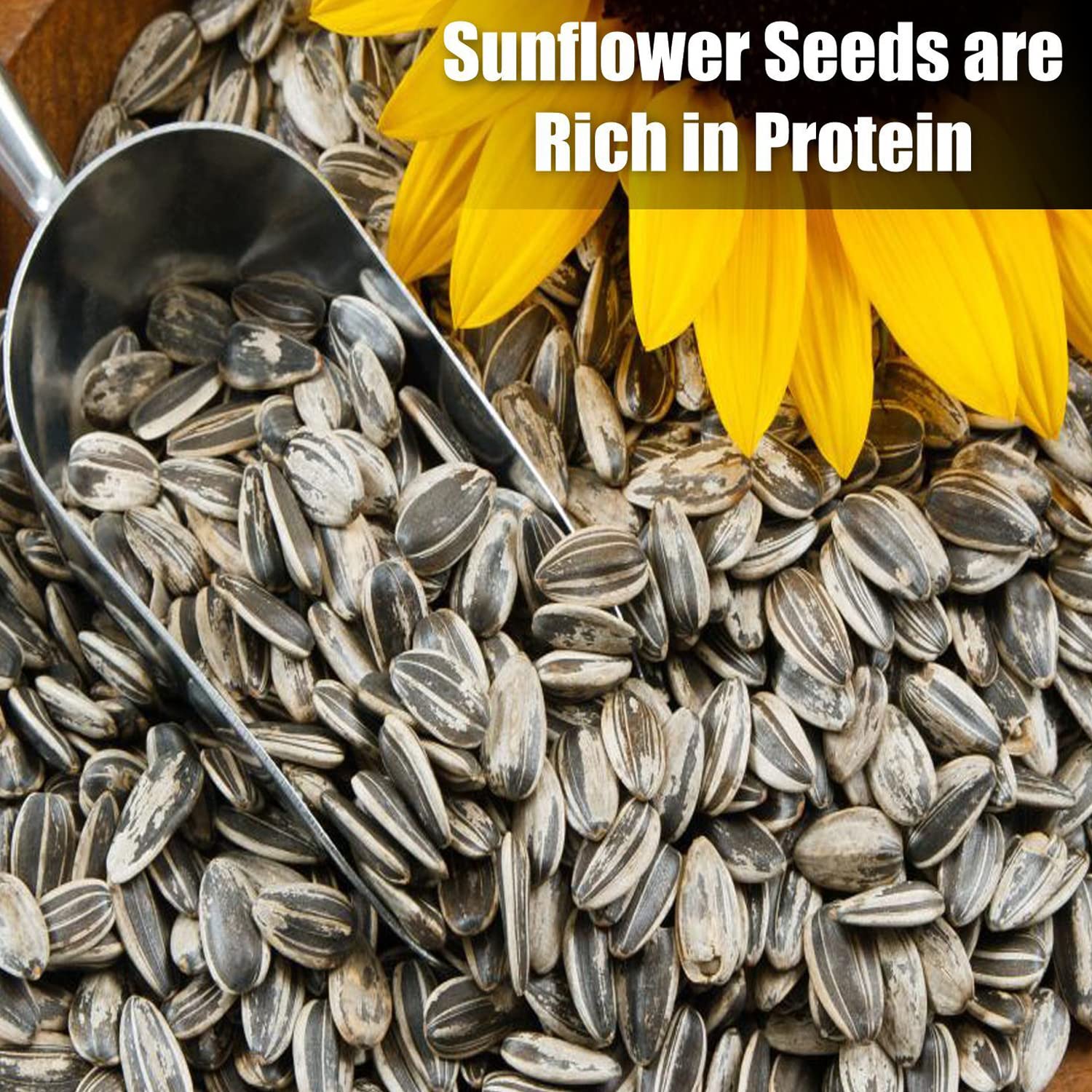 Old Potters protein-rich seeds support energy and feather health during migration.