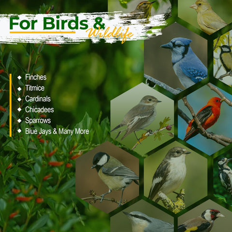 Old Potters Wildlife safflower seed backyard birds enjoying energy-dense snack on warm mornings.