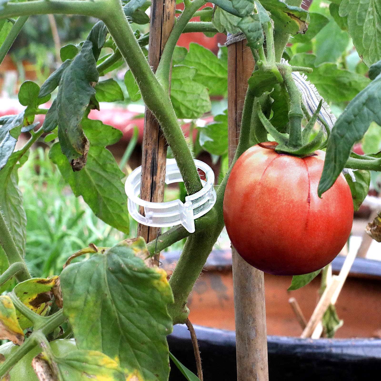 Oligei trellis clip frame attachment enables sturdy plant support on structures.