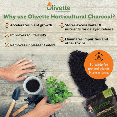 Olivette biochar terrarium use boosts aeration and root health.