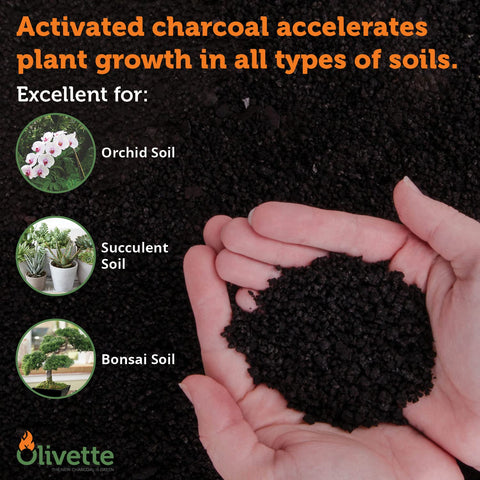 Olivette biochar for trees and bonsai improves drainage and odor control.