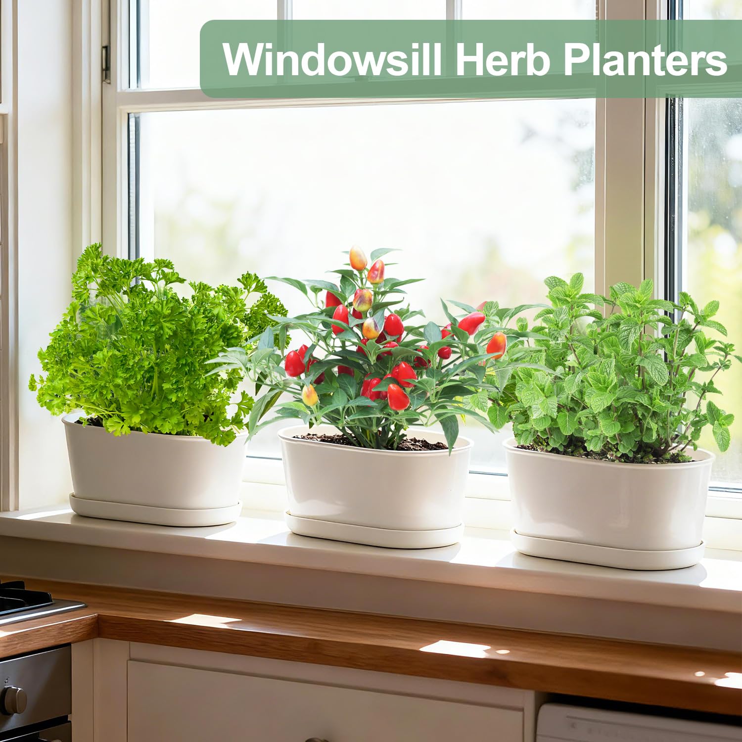 Oliz modern herb garden set for basil mint and orchids
