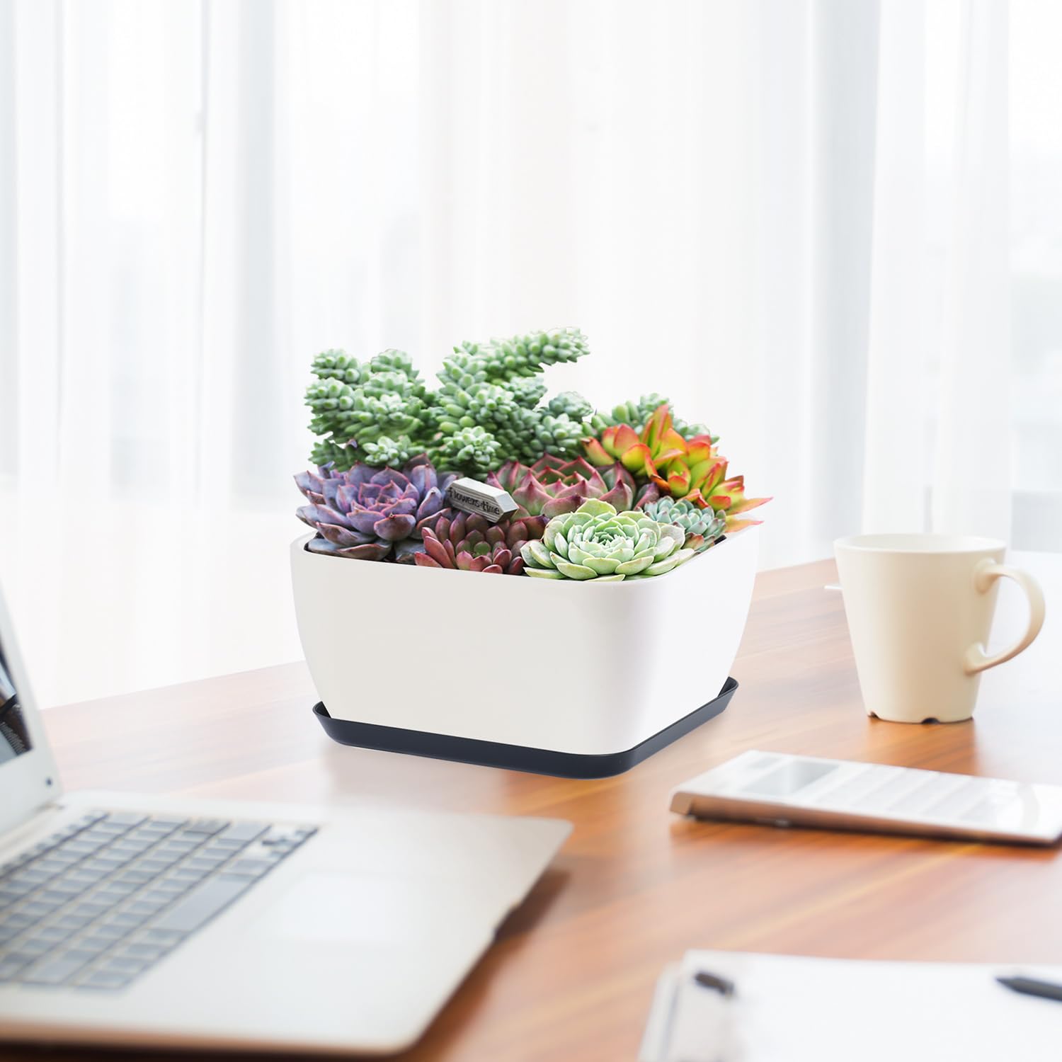 Oliz planter with mesh drainage keeps soil aerated for succulents.