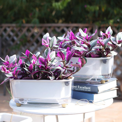 Oliz self-watering planter easy-setup for quick, beginner-friendly use