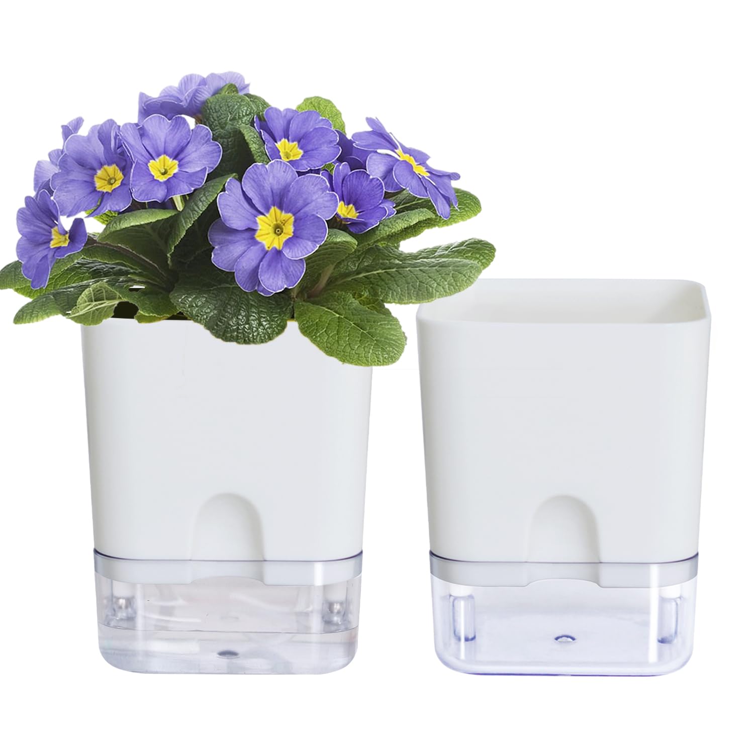 Oliz self-watering pot with visible reservoir for African violet promotes lush, low-effort growth.