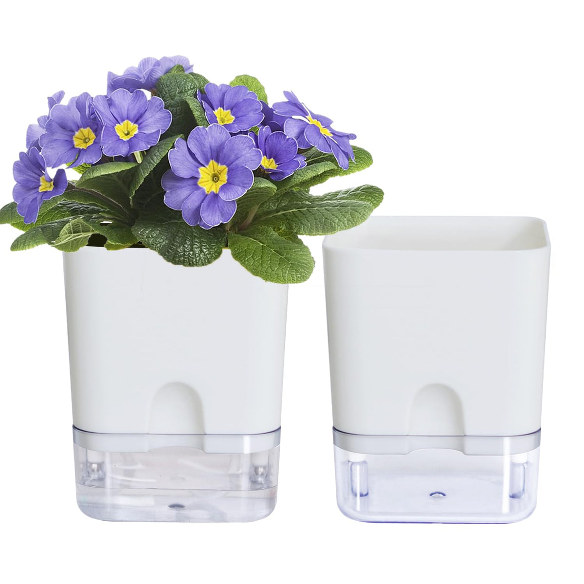 Oliz self-watering pot with visible reservoir for African violet promotes lush, low-effort growth.