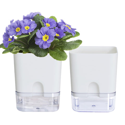 Oliz self-watering pot with visible reservoir for African violet promotes lush, low-effort growth.