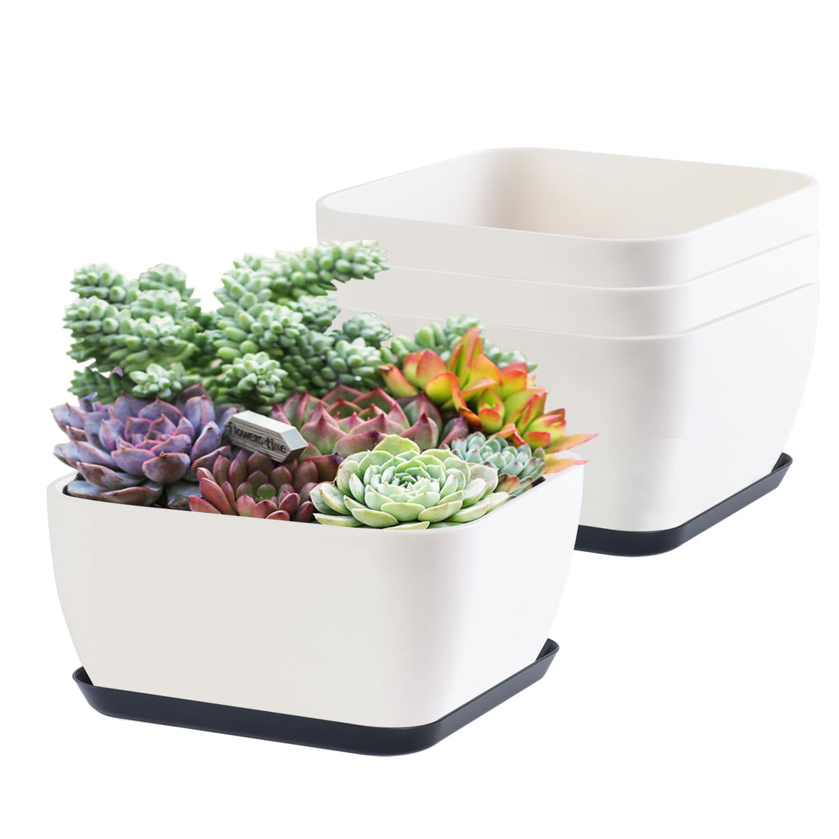 Oliz 6-inch square succulent pot with drainage hole for indoor display.