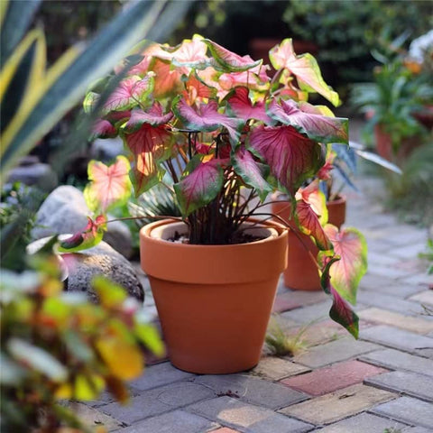 OLLEEP durable clay planter suitable for classrooms and living spaces.