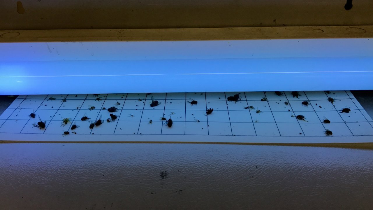  1-inch grid on Olson glue board eases counting during trap checks.