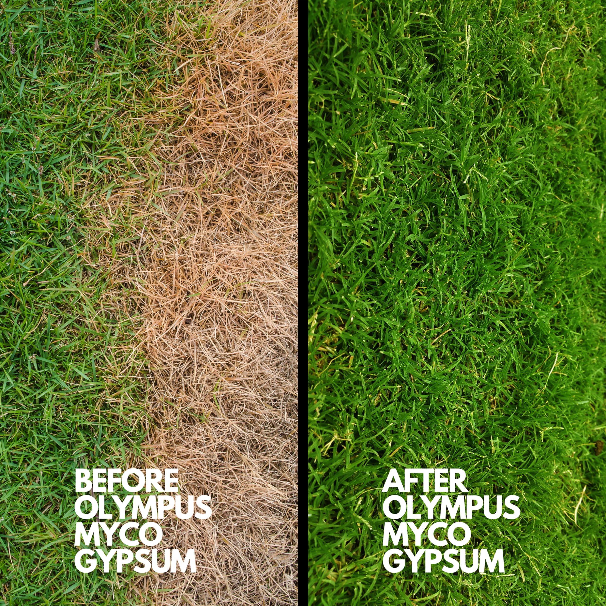 Olympus Myco gypsum powder on mushroom substrate supports healthy mycelium growth.