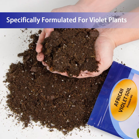 Omitgoter African Violet in pot closeup—healthy roots developing.