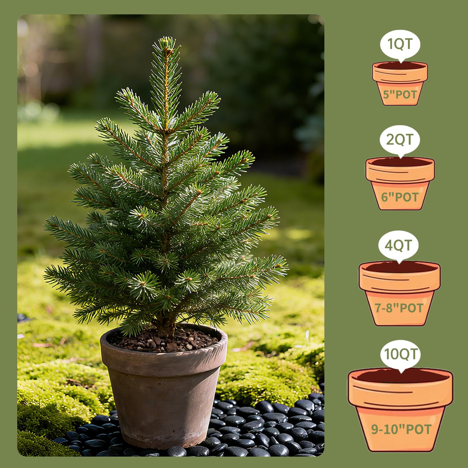 Beginner-friendly Omitgoter bonsai soil for easy setup and care