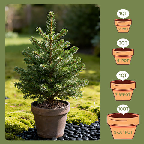 Beginner-friendly Omitgoter bonsai soil for easy setup and care