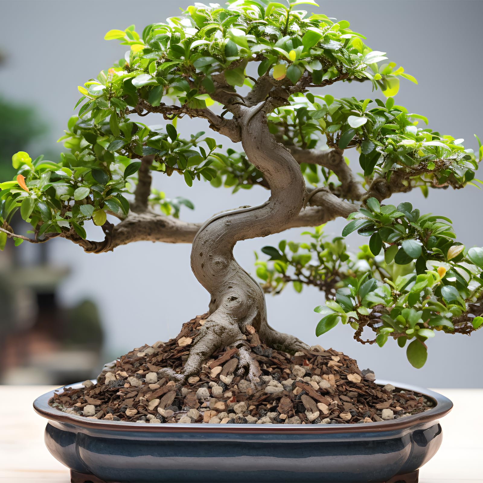 Omitgoter Bonsai Soil Mix in a root-ball context for versatile species.