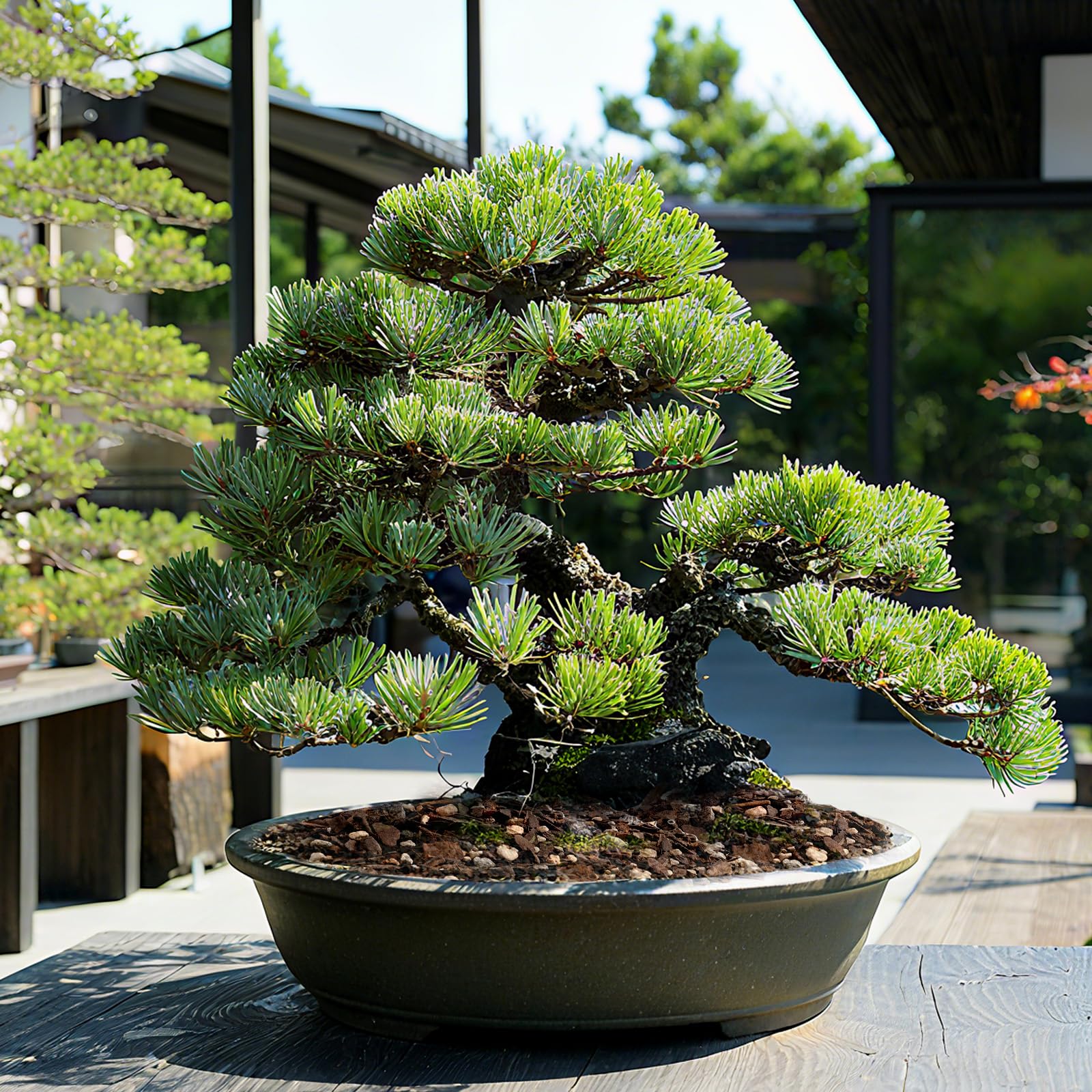 Universal-use bonsai soil ideal for indoor and outdoor specimens