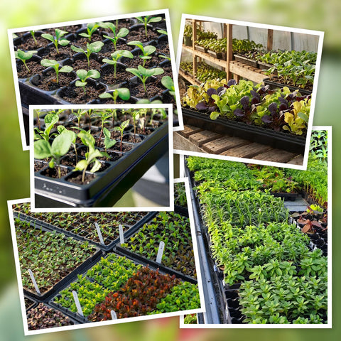 Omitgoter bundle of 10 sets for convenient greenhouse setup and savings.