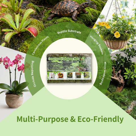 Omitgoter moss vivarium-terrararium creates natural humidity and visual appeal.
