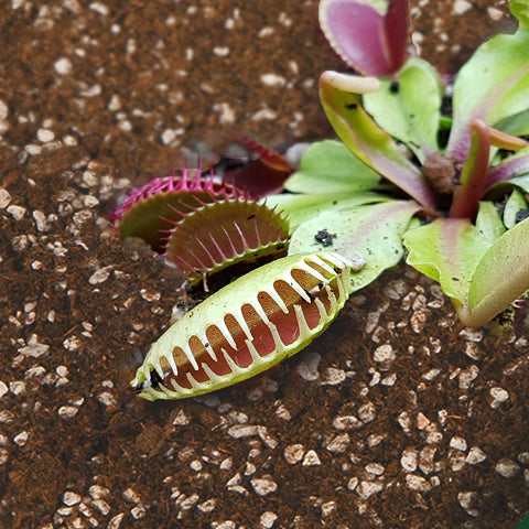 Omitgoter moisture-retention soil texture helps keep carnivorous plants evenly moist.
